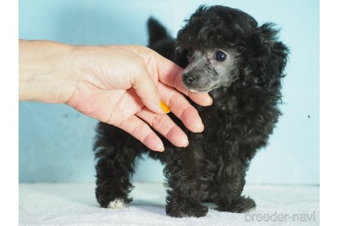 成約済の山梨県のティーカッププードル-340715の5枚目